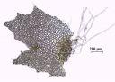 Filename=226885.jpg
Filesize=859KiB
Dimensions=3000x2147
Date added=Feb 05, 2013 226885.jpg