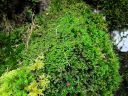Filename=Adelanthus_decipiens.jpg
Filesize=1406KiB
Dimensions=1200x900
Date added=Jan 09, 2015 Adelanthus_decipiens.jpg