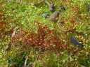 Filename=Bryum_caespiticum100.jpg
Filesize=306KiB
Dimensions=1024x768
Date added=Feb 09, 2012 Bryum_caespiticum100.jpg