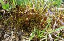 Filename=Bryum_capillare040.jpg
Filesize=279KiB
Dimensions=1024x671
Date added=Feb 09, 2012 Bryum_capillare040.jpg