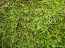 Filename=Cirriphyllum_crassinervium010.jpg
Filesize=411KiB
Dimensions=1024x768
Date added=Feb 09, 2012 Cirriphyllum_crassinervium010.jpg