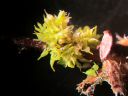 Filename=Colura_calyptrifolia.jpg
Filesize=572KiB
Dimensions=1200x901
Date added=Jan 09, 2015 Colura_calyptrifolia.jpg