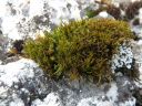 Filename=Distichium_capillaceum010.jpg
Filesize=232KiB
Dimensions=1024x768
Date added=Feb 15, 2012 Distichium_capillaceum010.jpg
