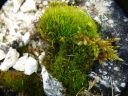 Filename=Ditrichium_flexicaule070.jpg
Filesize=230KiB
Dimensions=1024x768
Date added=Feb 15, 2012 Ditrichium_flexicaule070.jpg