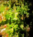 Filename=Fossombronia_angulosa.jpg
Filesize=617KiB
Dimensions=1952x2168
Date added=Jan 09, 2015 Fossombronia_angulosa.jpg