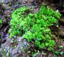 Fossombronia_pusilla.jpg
