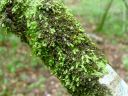 Filename=Frullania_dilatata100.jpg
Filesize=195KiB
Dimensions=1024x768
Date added=Feb 15, 2012 Frullania_dilatata100.jpg