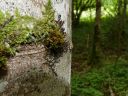 Filename=Frullania_dilatata110.jpg
Filesize=199KiB
Dimensions=1024x768
Date added=Feb 15, 2012 Frullania_dilatata110.jpg