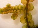 Filename=Frullania_fragilifolia070.jpg
Filesize=398KiB
Dimensions=1007x754
Date added=Mar 05, 2012 Frullania_fragilifolia070.jpg