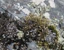 Filename=Hedwigia_stellata.jpg
Filesize=4526KiB
Dimensions=2800x2200
Date added=Jan 09, 2015 Hedwigia_stellata.jpg