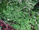 Filename=Lepidozia_cupressina.jpg
Filesize=1155KiB
Dimensions=1000x785
Date added=Jan 09, 2015 Lepidozia_cupressina.jpg