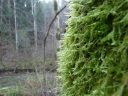 Filename=Neckera_complanata.JPG
Filesize=171KiB
Dimensions=1024x768
Date added=Feb 09, 2012 Neckera_complanata.JPG