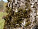 Filename=Orthotrichum_lyellii070.JPG
Filesize=344KiB
Dimensions=1024x768
Date added=Feb 09, 2012 Orthotrichum_lyellii070.JPG