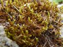 Filename=Rhytidium_rugosum030.JPG
Filesize=2397KiB
Dimensions=2560x1920
Date added=Jul 17, 2012 Rhytidium_rugosum030.JPG