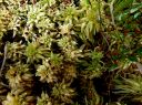 Sphagnum_auriculatum080.jpg