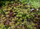 Sphagnum_capillifolium280.JPG