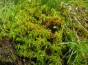 Sphagnum_cuspidatum230.JPG