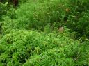 Filename=Sphagnum_fallax050.JPG
Filesize=2002KiB
Dimensions=2528x1892
Date added=Sep 14, 2012 Sphagnum_fallax050.JPG