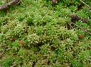 Filename=Sphagnum_palustre170.JPG
Filesize=1776KiB
Dimensions=2540x1896
Date added=Sep 14, 2012 Sphagnum_palustre170.JPG