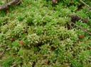 Sphagnum_palustre170.JPG