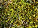 Tortula_calcicolens060.jpg