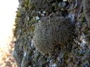 Filename=Tortula_muralis.JPG
Filesize=204KiB
Dimensions=1024x768
Date added=Feb 09, 2012 Tortula_muralis.JPG