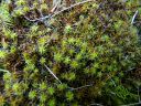 Filename=Tortula_ruraliformis060.JPG
Filesize=2657KiB
Dimensions=2560x1920
Date added=Sep 14, 2012 Tortula_ruraliformis060.JPG