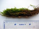 Filename=Anomodon_viticulosus.jpg
Filesize=1307KiB
Dimensions=1500x1125
Date added=Jan 14, 2011 Anomodon_viticulosus.jpg