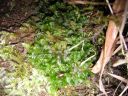 Filename=Blasia_pusilla_01.jpg
Filesize=1636KiB
Dimensions=1500x1125
Date added=Jan 18, 2011 Blasia_pusilla_01.jpg