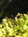 Filename=Brachythecium_rutabulum.jpg
Filesize=1021KiB
Dimensions=1125x1500
Date added=Mar 23, 2011 Brachythecium_rutabulum.jpg