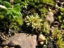 Filename=Bryum_argenteum.jpg
Filesize=481KiB
Dimensions=1500x1125
Date added=Jan 14, 2011 Bryum_argenteum.jpg