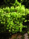 Filename=Bryum_capillare.jpg
Filesize=1348KiB
Dimensions=1125x1500
Date added=Jan 17, 2011 Bryum_capillare.jpg