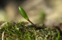 Buxbaumia_viridis_01~0.jpg