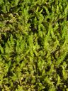 Filename=Cratoneu_commut.jpg
Filesize=1883KiB
Dimensions=1125x1500
Date added=Jan 14, 2011 Cratoneu_commut.jpg