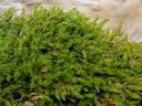 Filename=Cratoneurum_commutatum.jpg
Filesize=1429KiB
Dimensions=1500x1125
Date added=Jan 14, 2011 Cratoneurum_commutatum.jpg