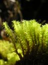 Filename=Dicranella_palustris_01.jpg
Filesize=1067KiB
Dimensions=1125x1500
Date added=Jan 14, 2011 Dicranella_palustris_01.jpg