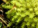 Filename=Dicranella_palustris_03.jpg
Filesize=1177KiB
Dimensions=1500x1125
Date added=Jan 14, 2011 Dicranella_palustris_03.jpg