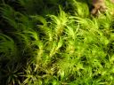 Dicranum_scoparium_02.jpg