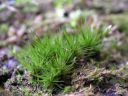 Filename=Dicranum_viride_01.jpg
Filesize=1371KiB
Dimensions=1500x1125
Date added=Feb 24, 2011 Dicranum_viride_01.jpg