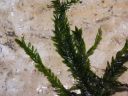 Filename=Fontinalis_antipyretica.jpg
Filesize=1274KiB
Dimensions=1500x1125
Date added=Jan 17, 2011 Fontinalis_antipyretica.jpg