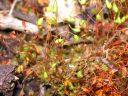 Filename=Funaria_hygrometrica01.jpg
Filesize=1370KiB
Dimensions=1500x1125
Date added=Jan 17, 2011 Funaria_hygrometrica01.jpg