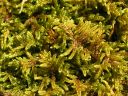 Filename=Hypnum_cupressiforme_01.jpg
Filesize=1770KiB
Dimensions=1500x1125
Date added=Jan 17, 2011 Hypnum_cupressiforme_01.jpg
