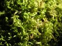 Filename=Isothecium_myurum_01.jpg
Filesize=1328KiB
Dimensions=1500x1125
Date added=Jan 17, 2011 Isothecium_myurum_01.jpg