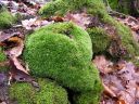 Leucobryum_glaucum_01.jpg