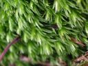 Leucobryum_glaucum_02.jpg