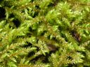 Filename=Loeskobryum_brevirostre.jpg
Filesize=1574KiB
Dimensions=1500x1125
Date added=Mar 23, 2011 Loeskobryum_brevirostre.jpg