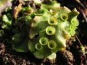 Marchantia_polymorpa02.jpg