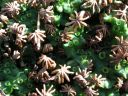 Marchantia_polymorpa04.jpg