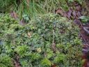 Marchantia_polymorpha_08.jpg