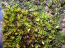 Filename=Orthotrichum_anomalum.jpg
Filesize=1975KiB
Dimensions=1500x1125
Date added=Jan 17, 2011 Orthotrichum_anomalum.jpg